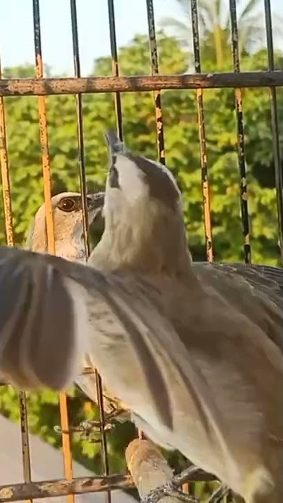 Burung trucukan Tarung VS trucuk Hutan, Who is the Winner ??