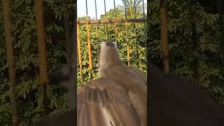 Burung trucukan Tarung VS trucuk Hutan, Who is the Winner ??