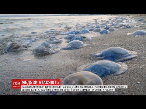 Video: V Cornwalle Sa Objavili Mohutné Medúzy