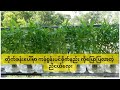 လွယ်ကူပြီး ကျန်းမာရေးညီညွတ်ပြီးစျေးဖိုးသက်သာစေမဲ့ ကန်စွန်းပင်စိုက်နည်း