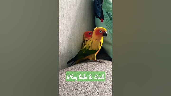 Cute Birds Playing Hide & Seek!🐦😍