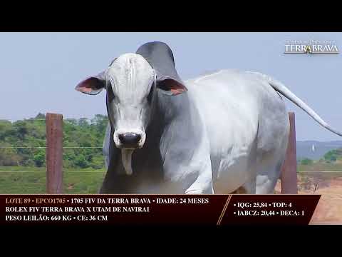 LOTE 89   EPCO 1705
