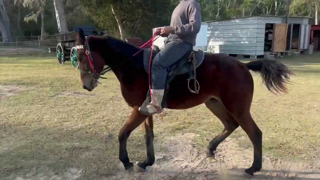 Standardbred Trotter filly "RANSOM" CTWM Pt. 1 (Rosharon, Tx)