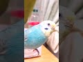 インコちゃんの生命に関わる危険な物～三選～　Dangerous items that threaten the lives of parrots