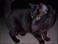 Spooky black cat and spooky little moon vhs