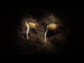 Pea germination time lapse underground filmed over a week hypogeal germination