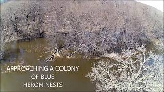 HUBSAN 501S FINDS A COLONY OF BLUE HERON NEST