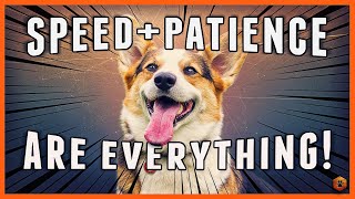 Why Speed and Patience are EVERYTHING With Your Dog Training Techniques! by Simpawtico Dog Training 39,336 views 4 years ago 10 minutes, 2 seconds