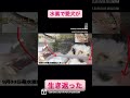 水素で愛犬が生き返った!【衝撃!】水素がペットを救う!一晩で瀕死状態から生還した愛犬の変化がすごい!【体験談】