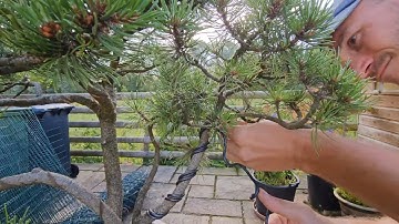 Mugo pine Bonsai Tree, Removing Wire