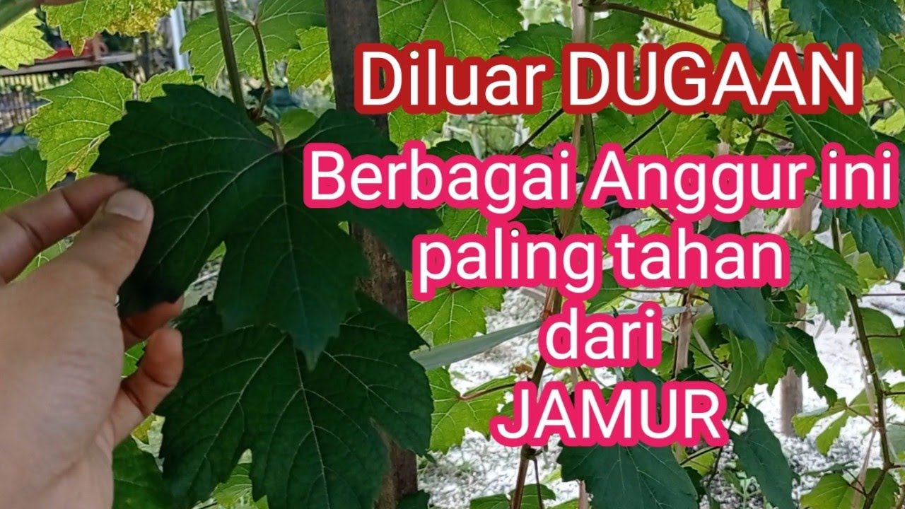 Pertumbuhan Anggur Di Musim Hujan Yang Gak Karuan