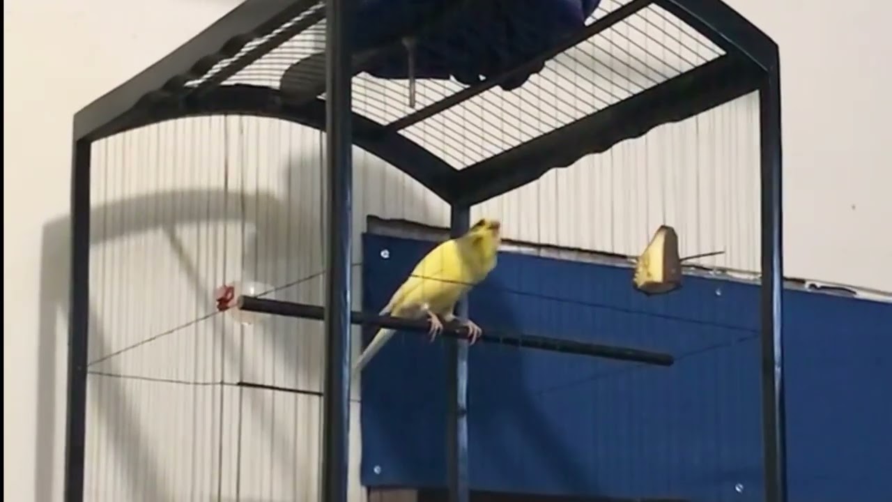 PANCINGAN KENARI GACOR COCOK UNTUK MASTERAN DURASI PANJANG TANPA IKLAN