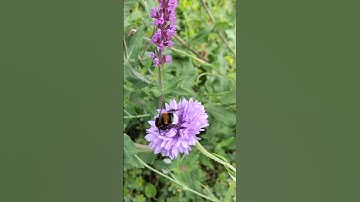 ماجد الزامل #سورة_الرحمن