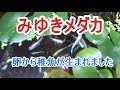 熱帯魚？それともメダカ？　卵と稚魚の様子　みゆきメダカの飼育