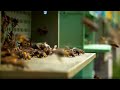 Интенсивное пчеловодство и рапс | «Край аграрный»