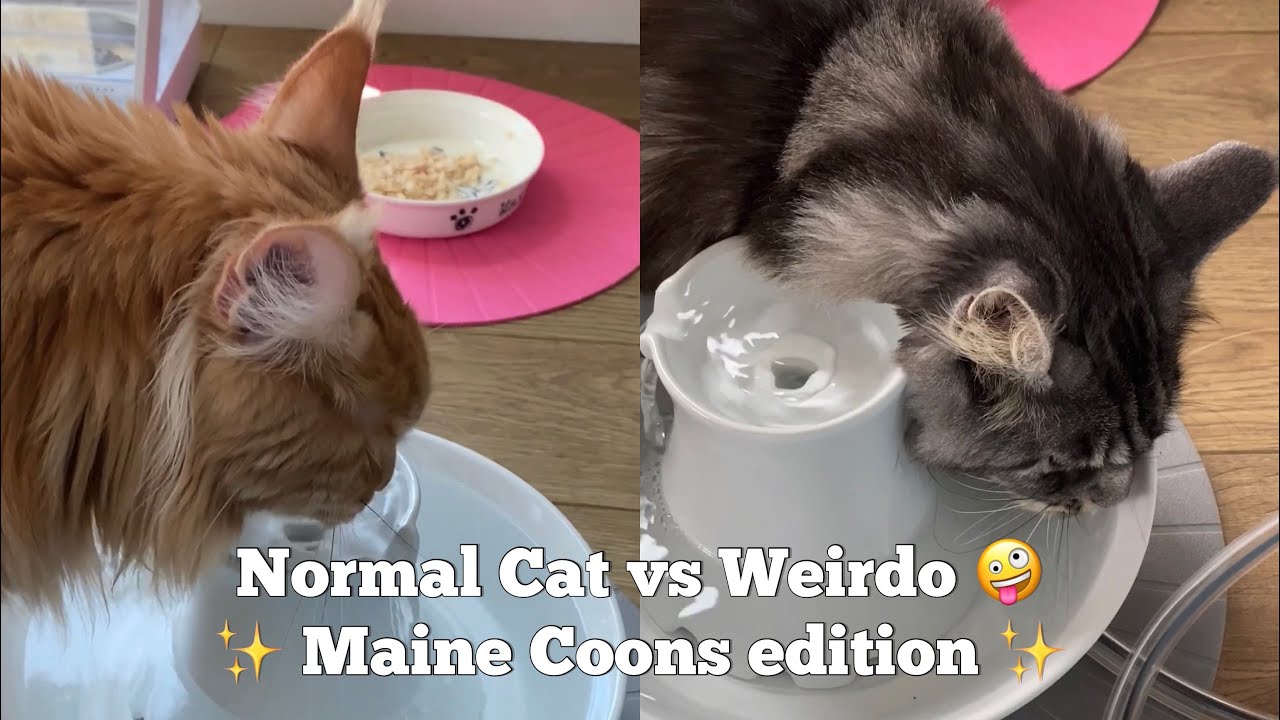 Normal Cat vs Weirdo 🤪 Maine Coon edition Drinking Fountain 👅 YouTube