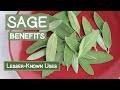 Sage Leaf Benefits, Two Lesser-Known Herbal Uses