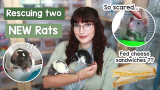 I rescued two baby rats... they were fed sandwiches? | VLOG