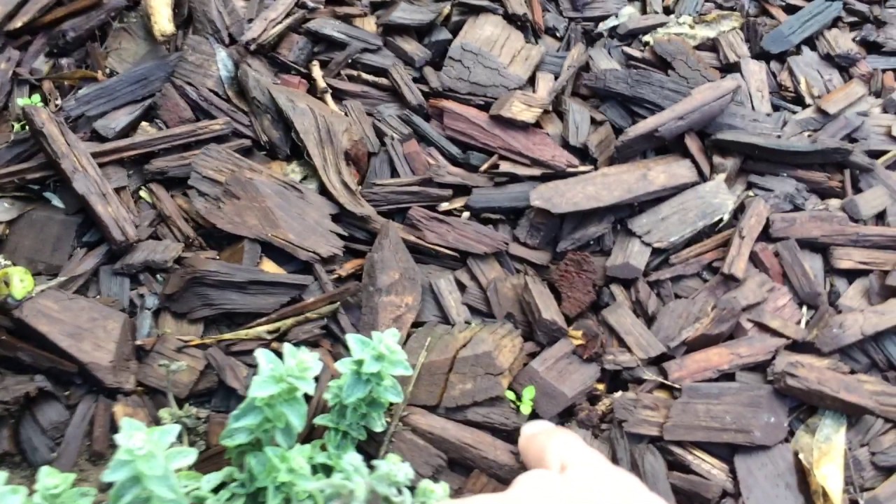 Wood Chip Mulch Weeds (EASY) YouTube