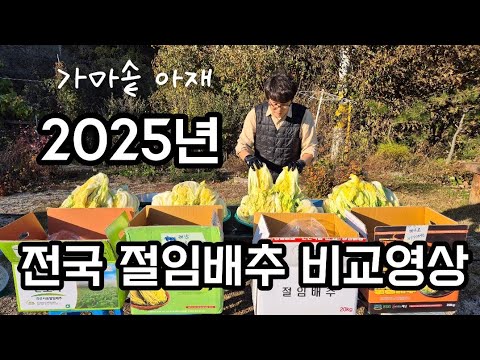 2025 Korean Traditional Cuisine Pickled Cabbage Comparison Video