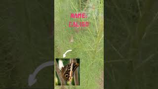 Green Lynx Spider And Giant Owl Erfly