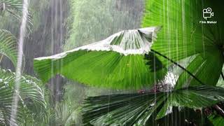 4 Minutes Rainforest Rain Sounds For Sleeping.asmr