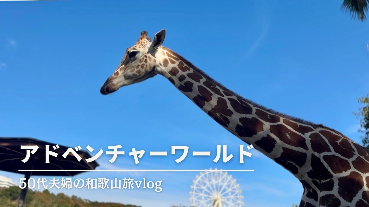 【50代夫婦の和歌山旅行Vlog -白浜- 】アドベンチャーワールド｜パンダがいなくても大満足！驚きの近さで動物達とふれあう感動体験