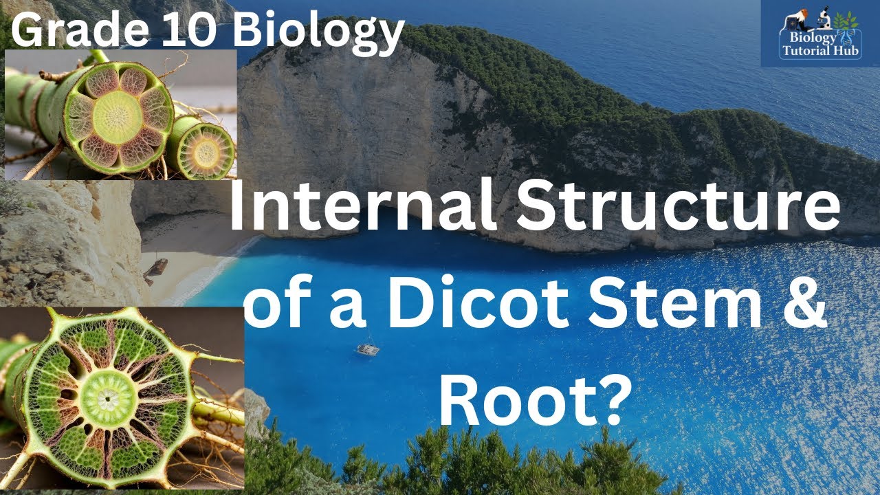 Internal Structure of Dicot Stem & Root (Grade 10 Biology)
