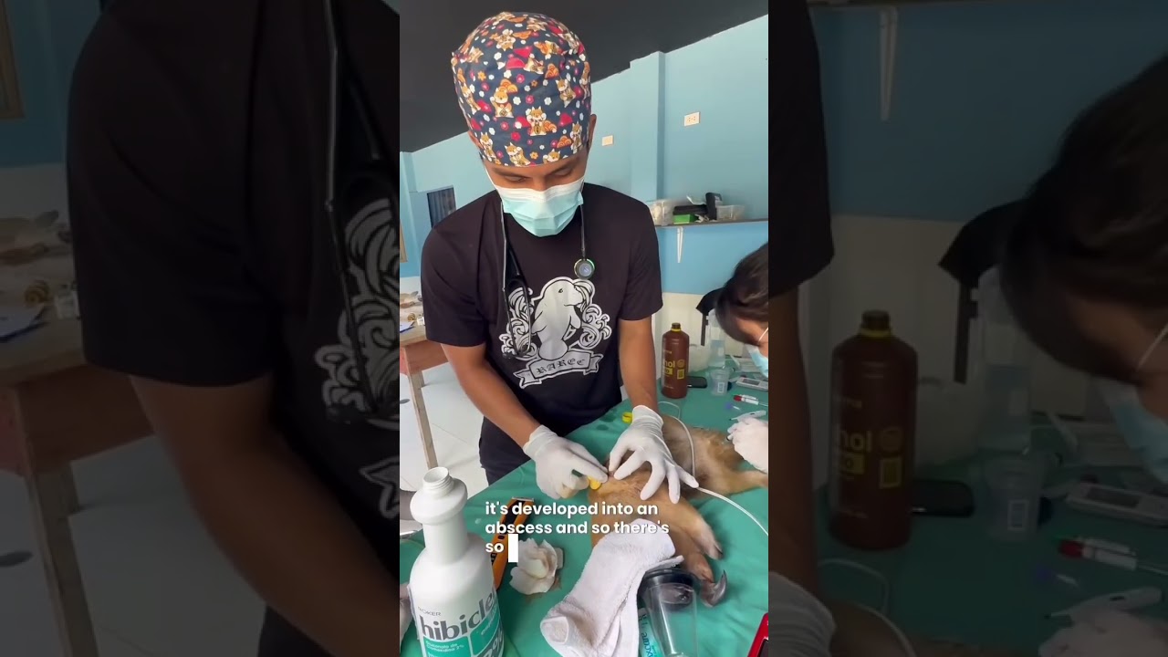 Emergency wildlife treatment in Peru 