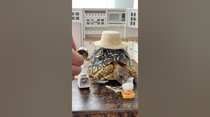 🍕Who knew Fig was the @naraaziza of tortoises 🥹 #tortoisevideo #turtles