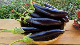 Eggplant Dish Youll Want To Eat All The Time Popular Azerbaijani Eggplant Recipe