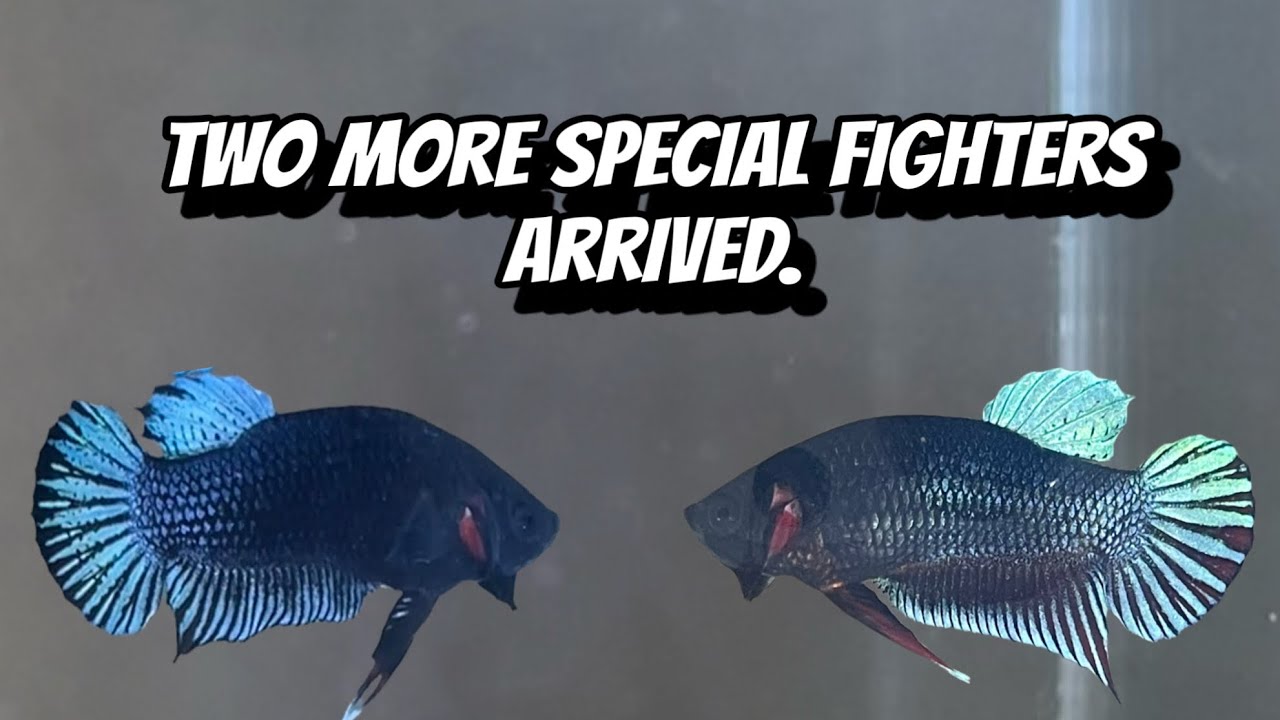 Two more special fighters arrived.