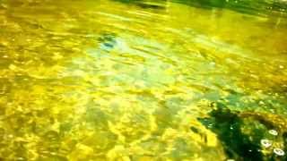 Salmon underwater shot on the lil Manistee River in Michigan