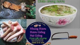 Cháo Nhung Hươu Tươi