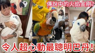 瘋藍巴！高智商巴丹鳥聚集合！三代混種金剛「火焰」鸚鵡初亮相！【鸚鵡小木屋】