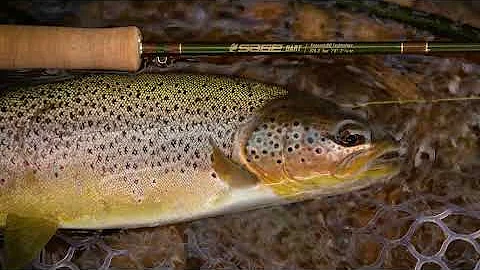 Discover The Deadly Sage Dart