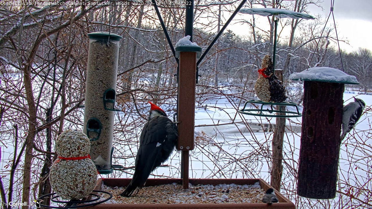 Impressive Female Pileated Woodpecker Visits The Cornell Feeders