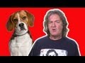 Can my dog understand me? | James May Q&A (Ep 34) | Head Squeeze