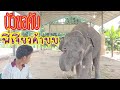 🎙️ ควาญคน😅ใหม่บัวบาน🐘ที่แท้...เป็น