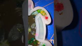 Turtle Surprise Almost Done