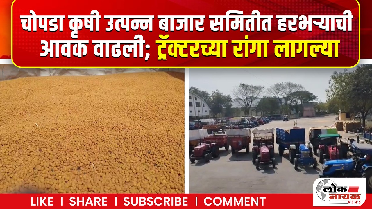 Jalgaon News | चोपडा कृषी उत्पन्न बाजार समितीत हरभऱ्याची आवक वाढली; ट्रॅक्टरच्या रांगा लागल्या