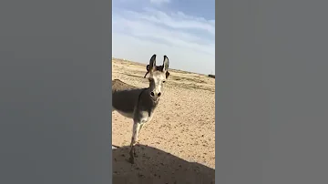 زعل الحمار احرجوه جدام الحصان 