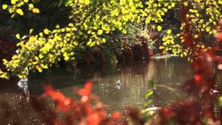 Visiting The Savill Garden and The Valley Gardens in autumn, Windsor Great Park