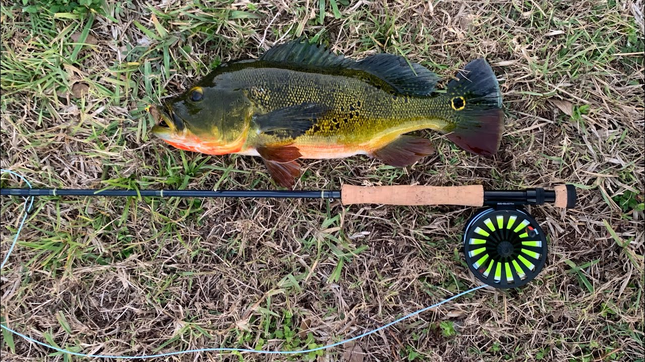 Pb peacock on the fly