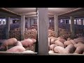 Dry Feed Pig Farm (एक लाभकारी व्यवसाय)||vikas live stock||Saharanpur, U.P. 9058705146