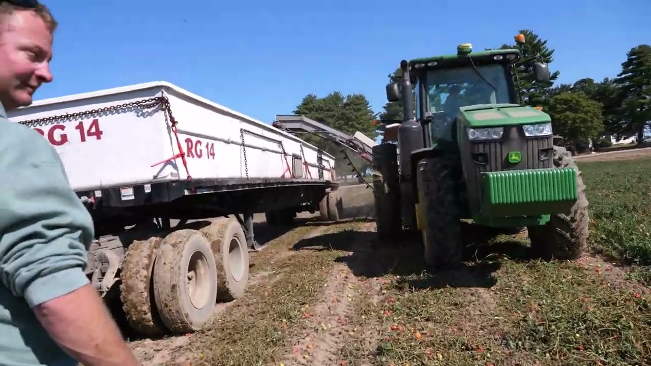 Tomato Harvesting Myers Farm