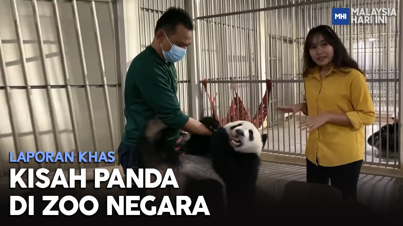 Laporan Khas: Kisah Panda Di Zoo Negara | MHI (24 Mei 2022)
