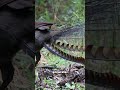 This Bird Can Copy Almost Any Sound