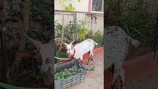 Bohat Hi Ache Nasal Mai Barbari Bakriya| Ali Bhai Barbari Wale Ghouse Nagar Bandlaguda Hyderabad