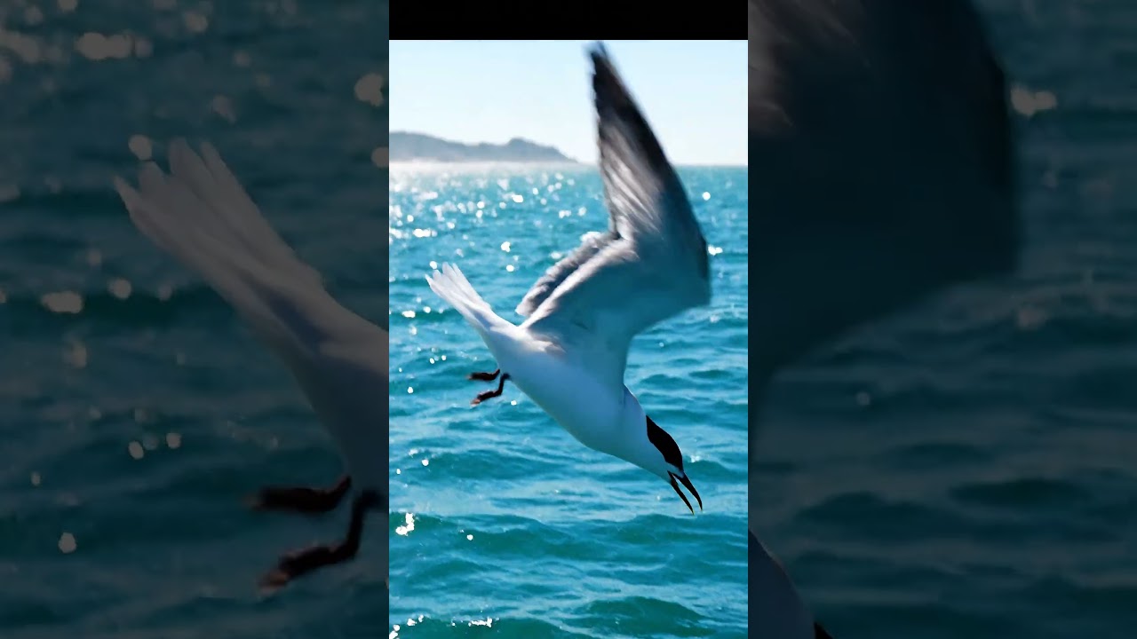 YouTubeでTern’s Perfect Dive into the Sea 🌊🐦を視聴 YouTubeでTern’s Perfect Dive into the Sea 🌊🐦を視聴